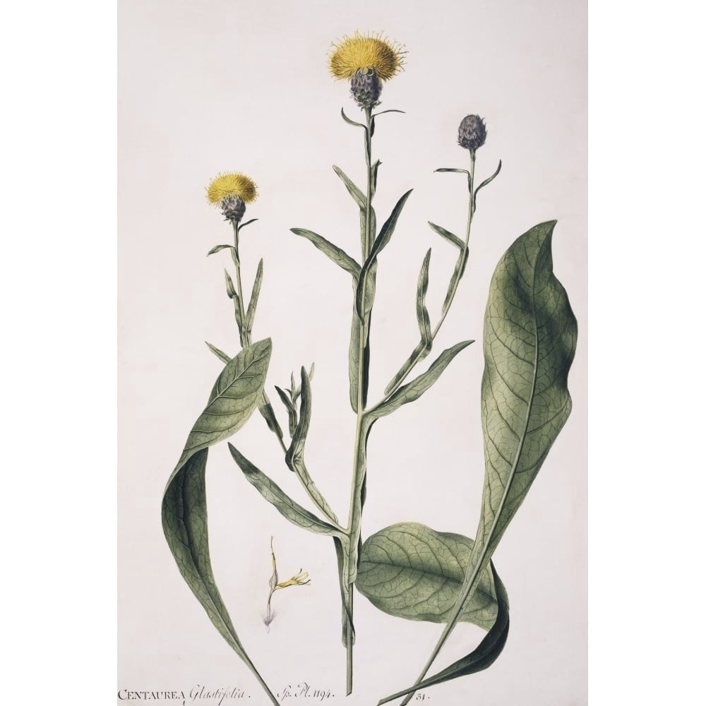 Centaurea Glastifolia Yellow Star Thistle Poster Print By Mary Evans ...