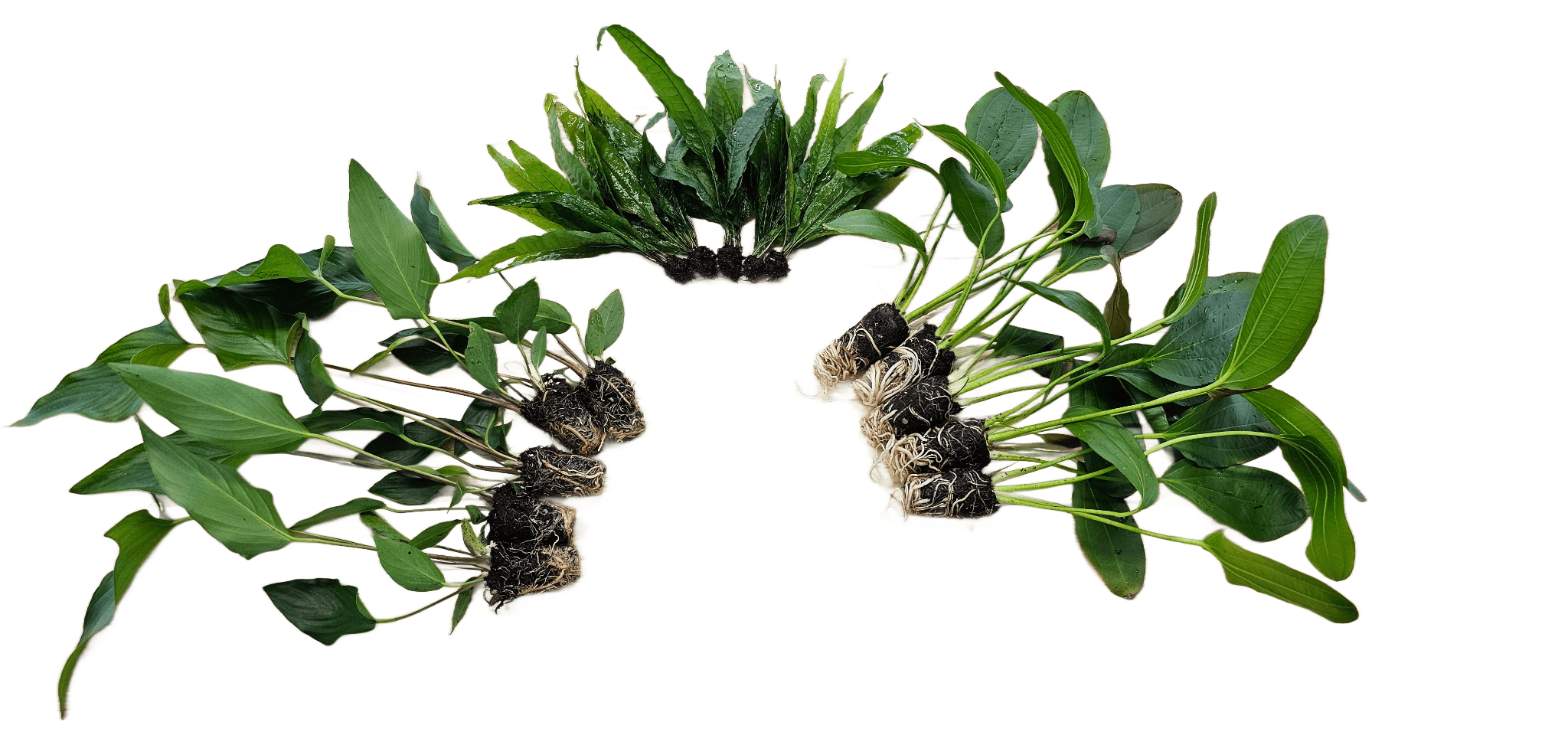 Centerpiece Bundle - 20-40 Gallon Tanks Our Choice (5 Pack - 10 Plants)