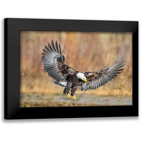Centioli, Mike 14x11 Black Modern Framed Museum Art Print Titled - Eagle Flight