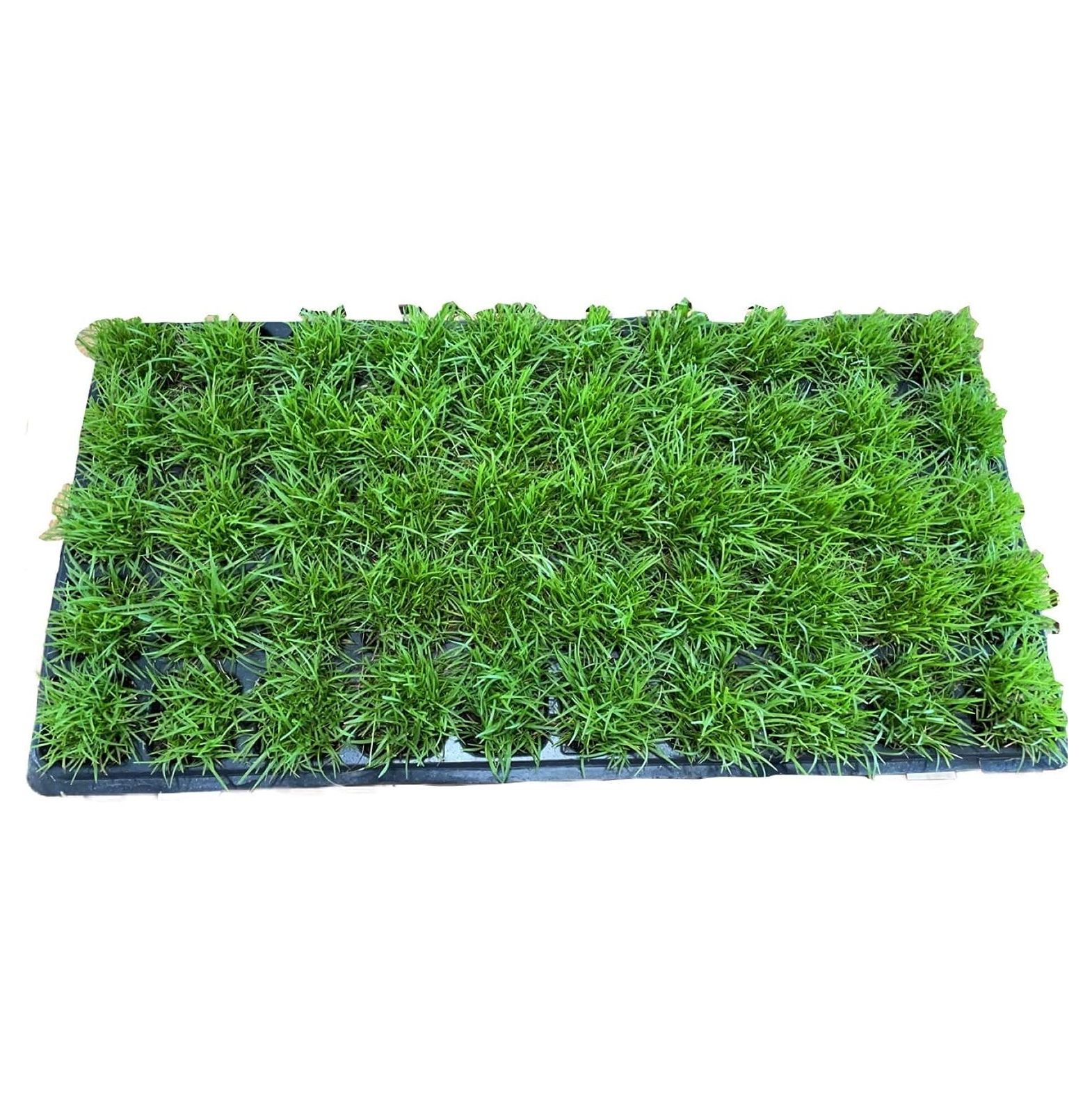 Centipede Grass Plug Tray EZ Plug 50 Grass Plugs Per Tray