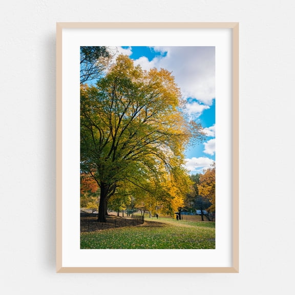 Central Park Autumn 04 - Manhattan New York Photography Autumn Nature Landscape Scenic Forest Botanical Oak Framed Wall Art Print 5 x 7 inches