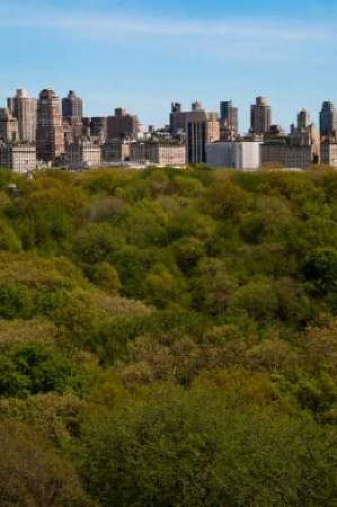 Central Park I Canvas Art - Erin Berzel (24 x 36)