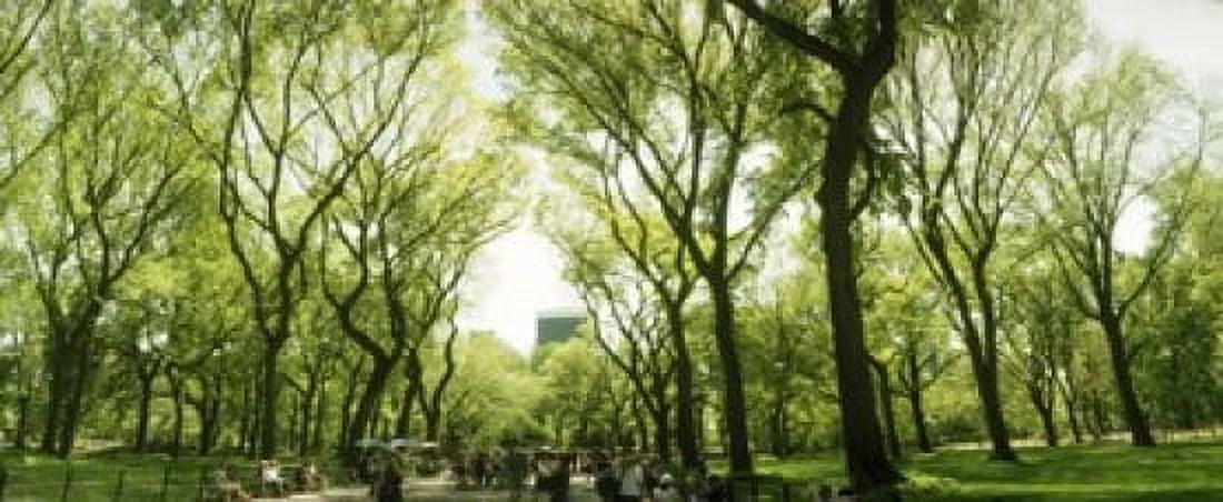 Central Park in the spring time New York City New York State USA Canvas Art - Panoramic Images (15 x 6)