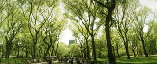 Central Park in the spring time New York City New York State USA Canvas Art - Panoramic Images (30 x 13)