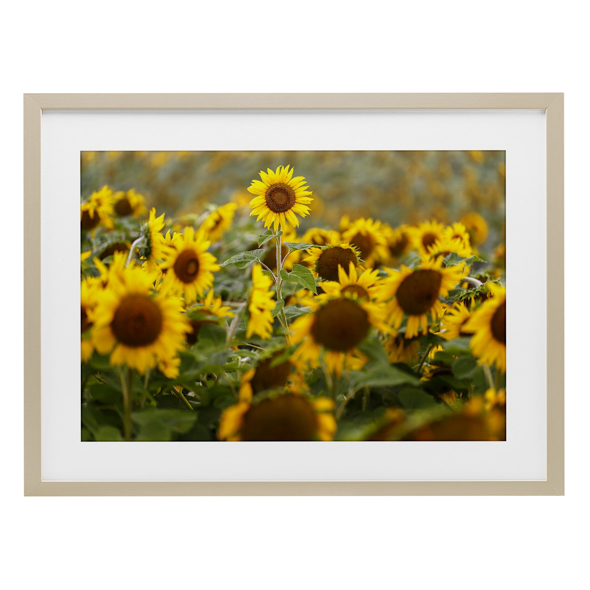 Central Sunflower in Meadow Birch Framed Print Under Glass, design by Andy Crawford
