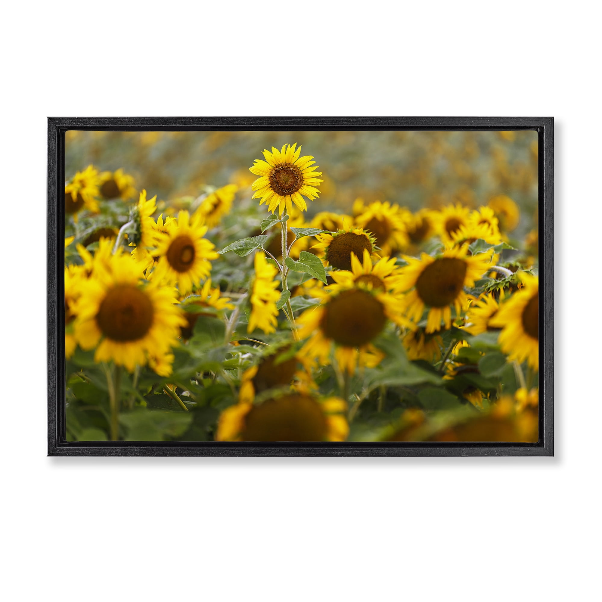 Central Sunflower in Meadow Black Framed Floater Canvas Wall Art, design by Andy Crawford