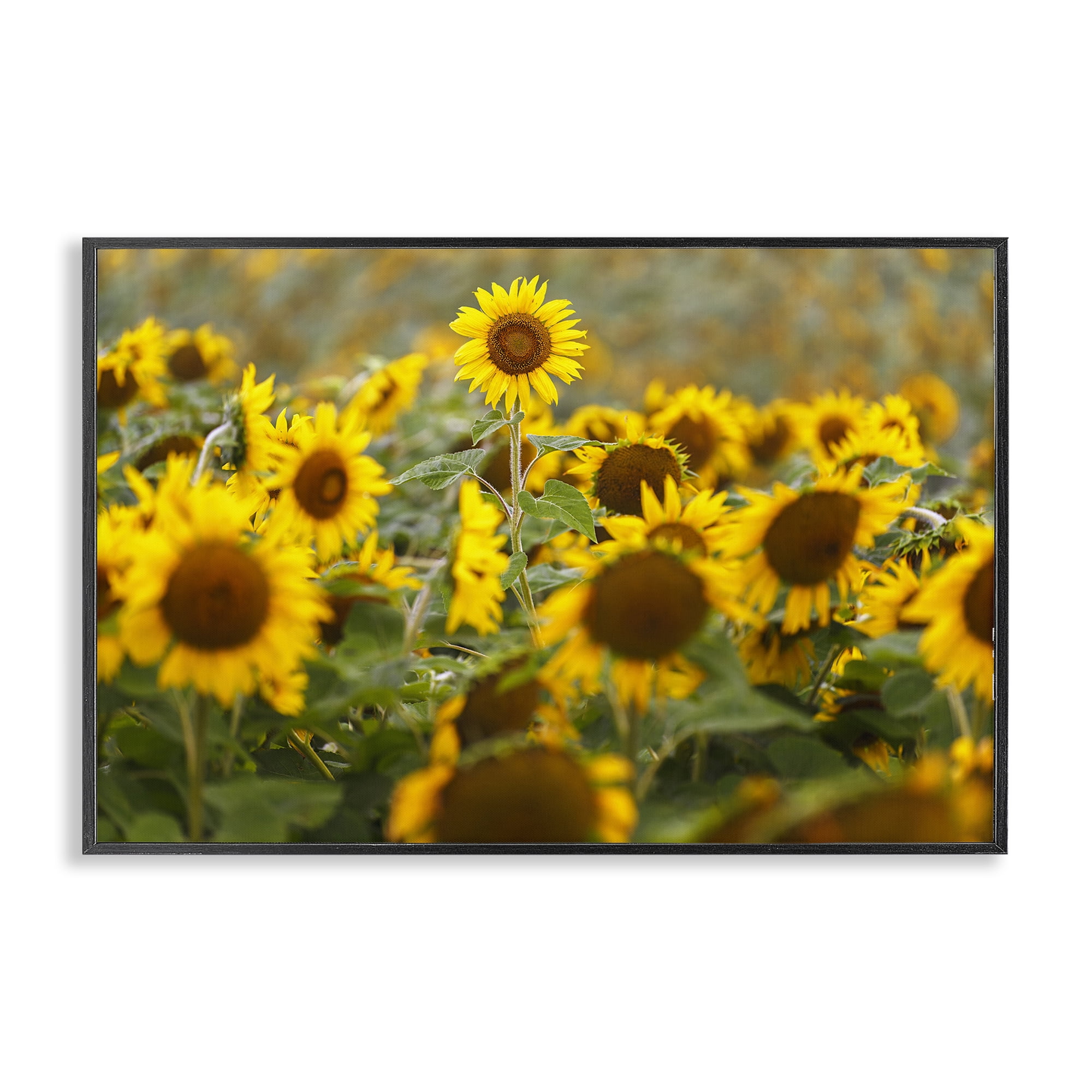 Central Sunflower in Meadow Black Framed Giclee Art, design by Andy Crawford