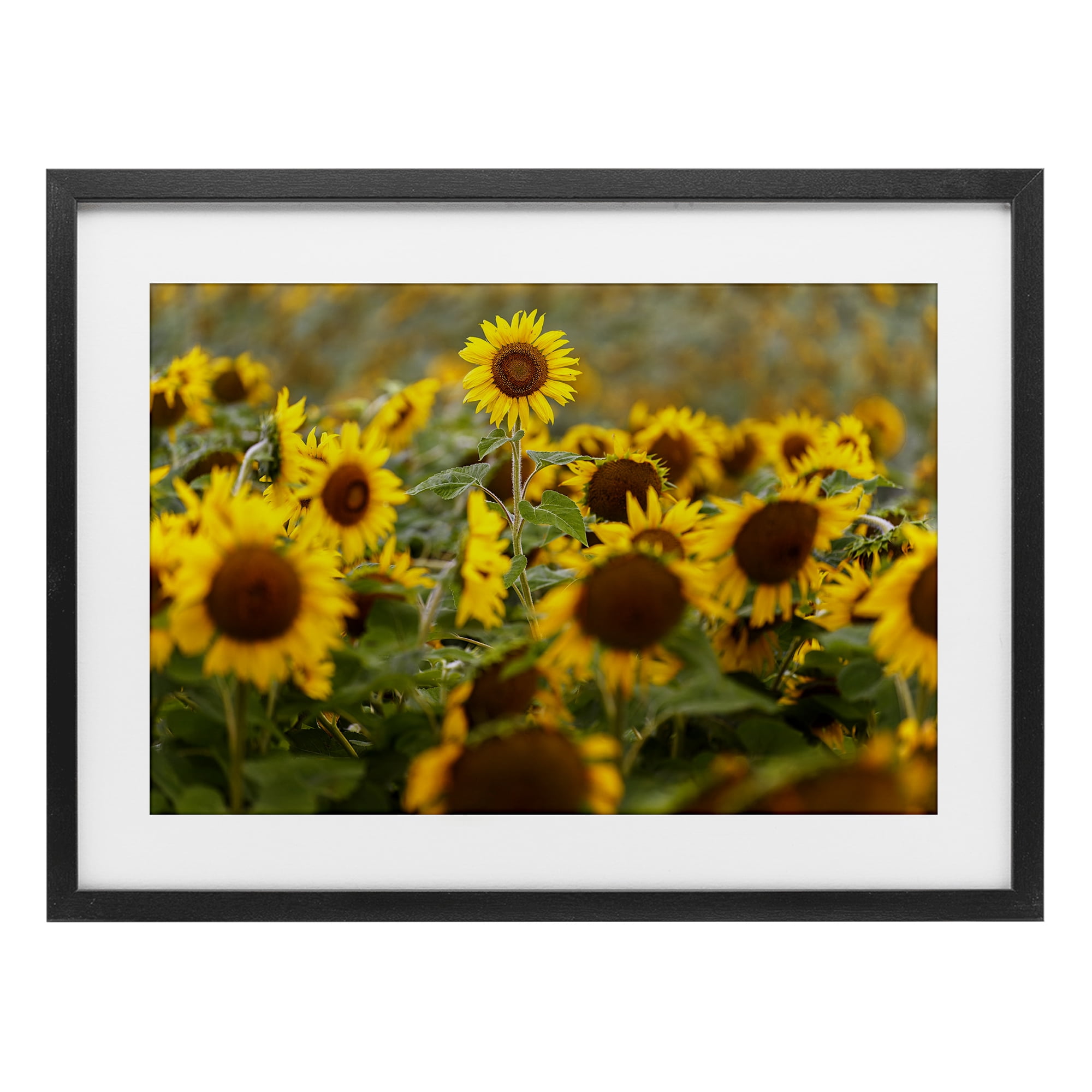 Central Sunflower in Meadow Black Framed Print Under Glass, design by Andy Crawford