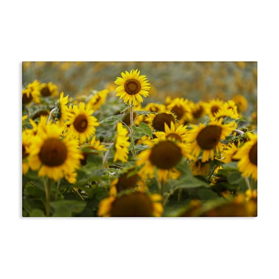 Central Sunflower in Meadow Canvas Wall Art, design by Andy Crawford