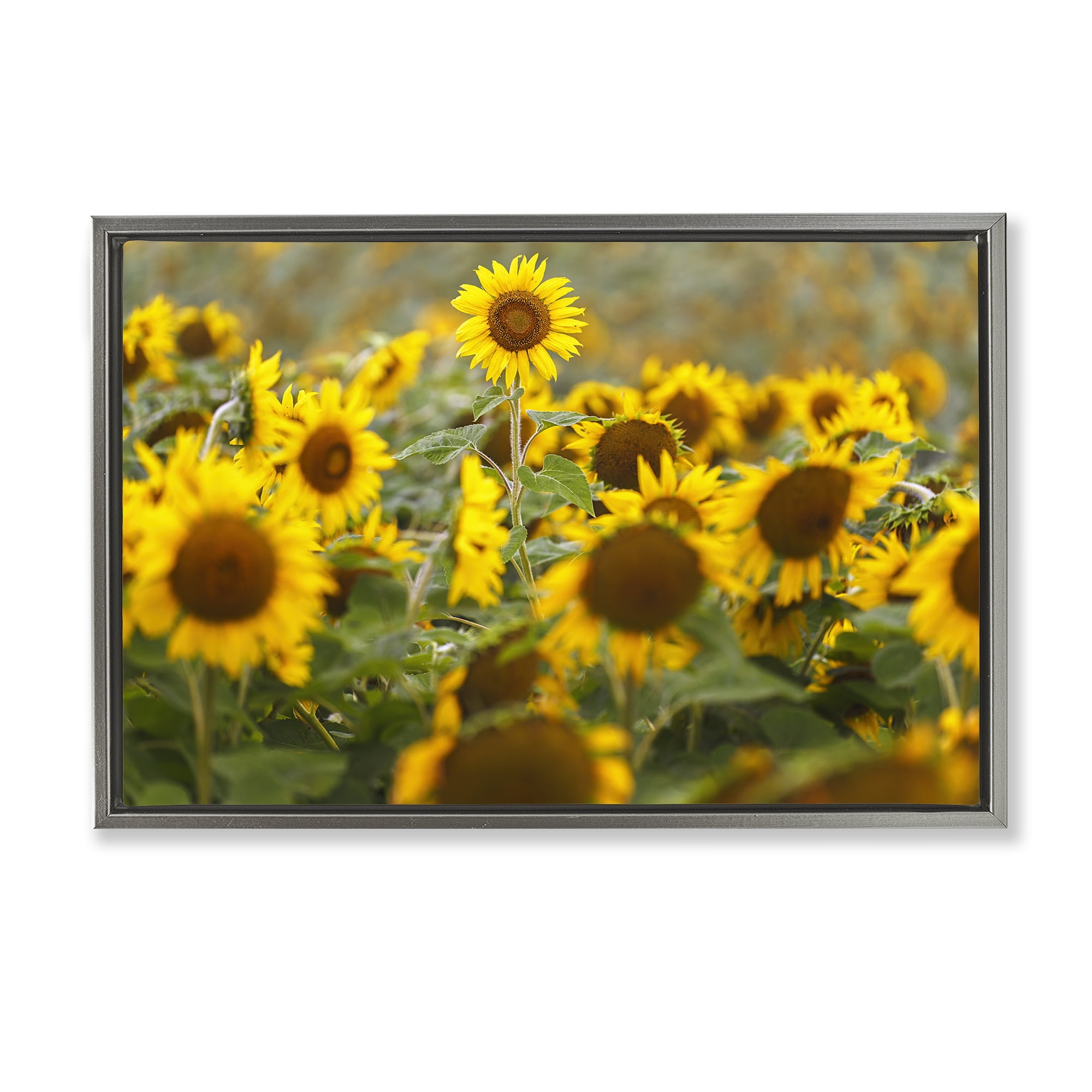 Central Sunflower in Meadow Gray Framed Floater Canvas Wall Art, design by Andy Crawford