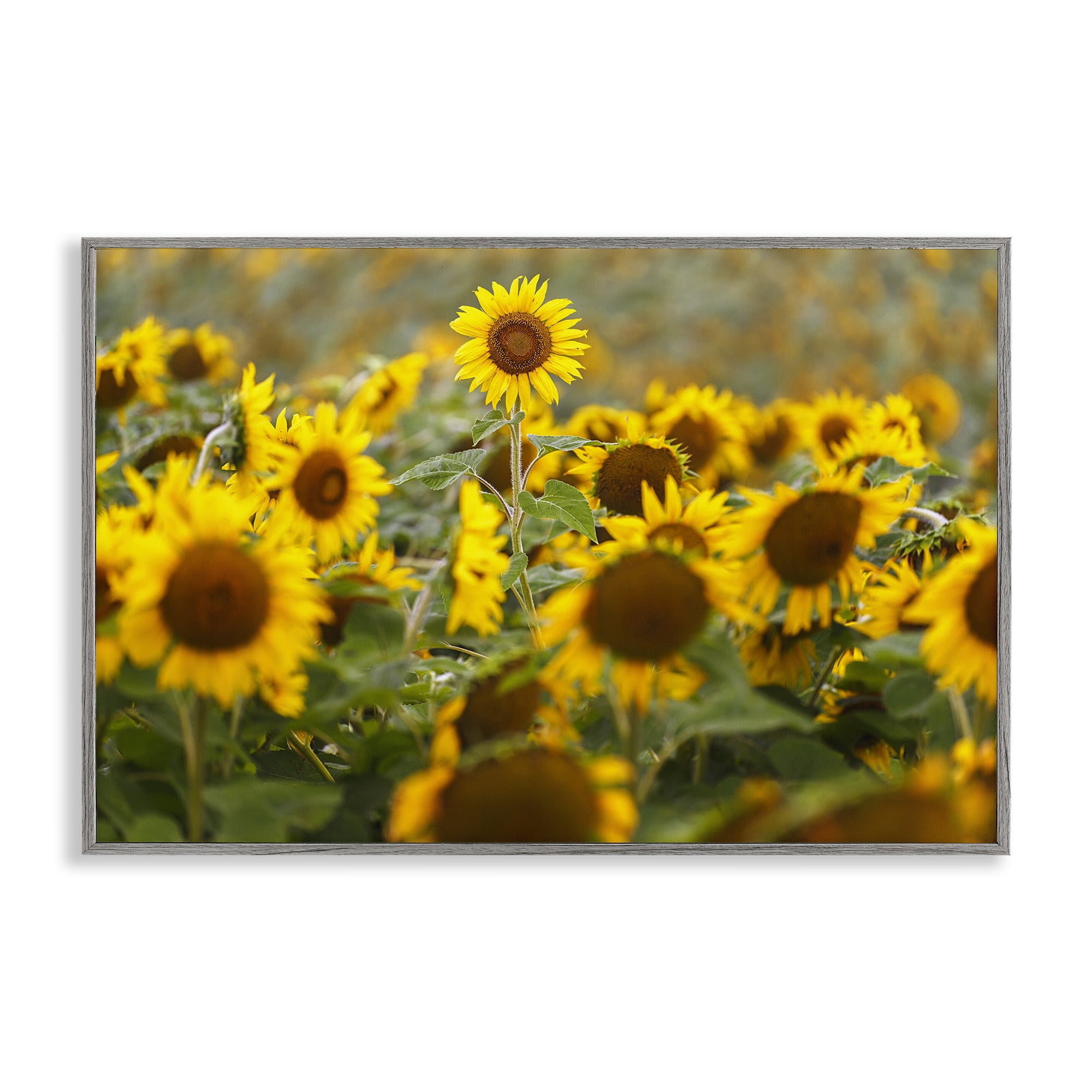 Central Sunflower in Meadow Gray Framed Giclee Art, design by Andy Crawford