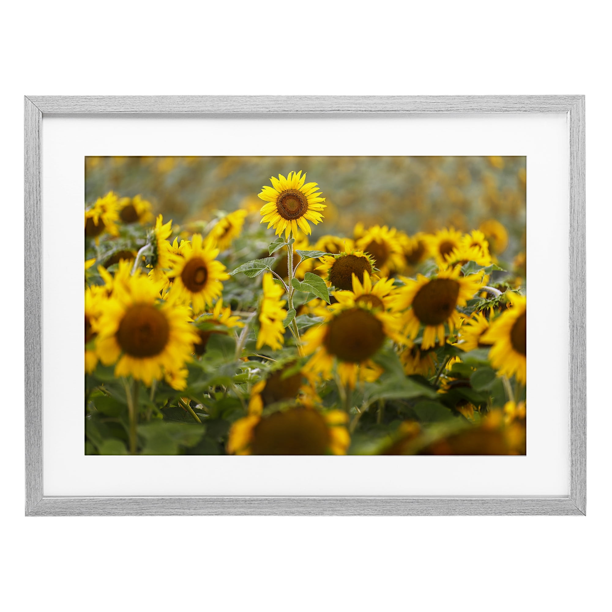 Central Sunflower in Meadow Gray Framed Print Under Glass, design by Andy Crawford