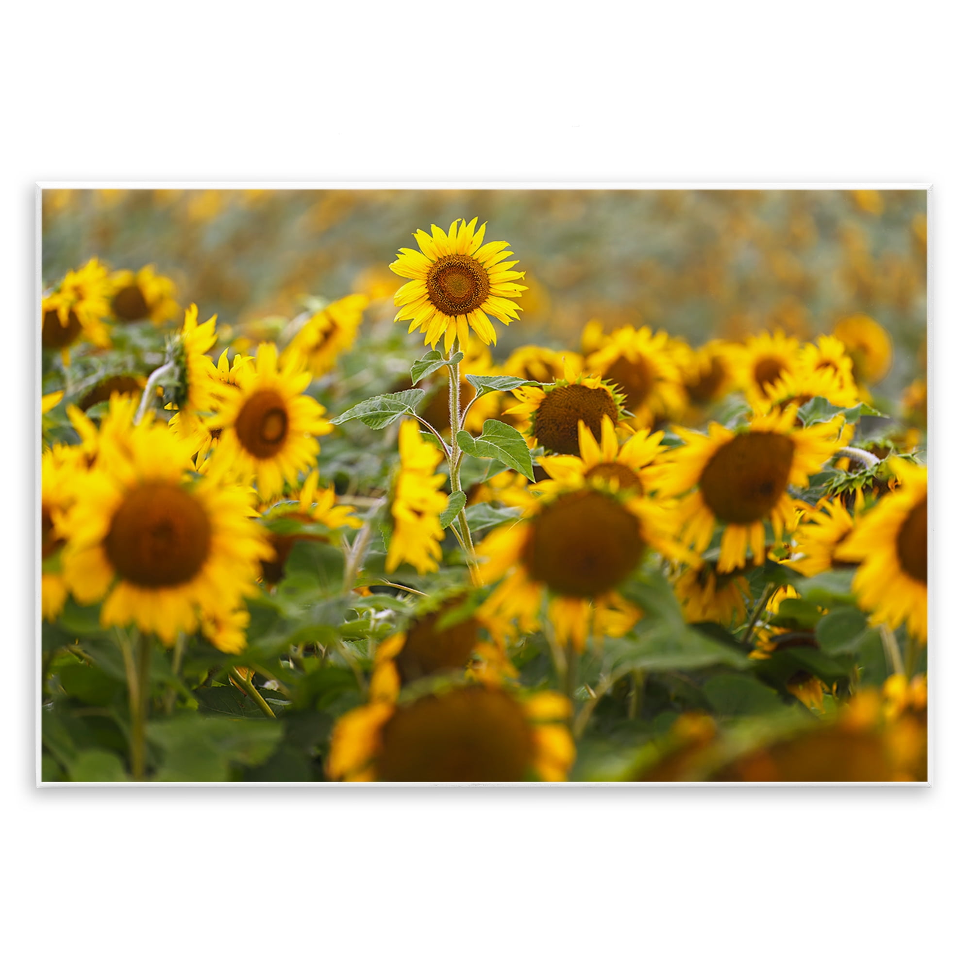 Central Sunflower in Meadow Wall Plaque Art, design by Andy Crawford