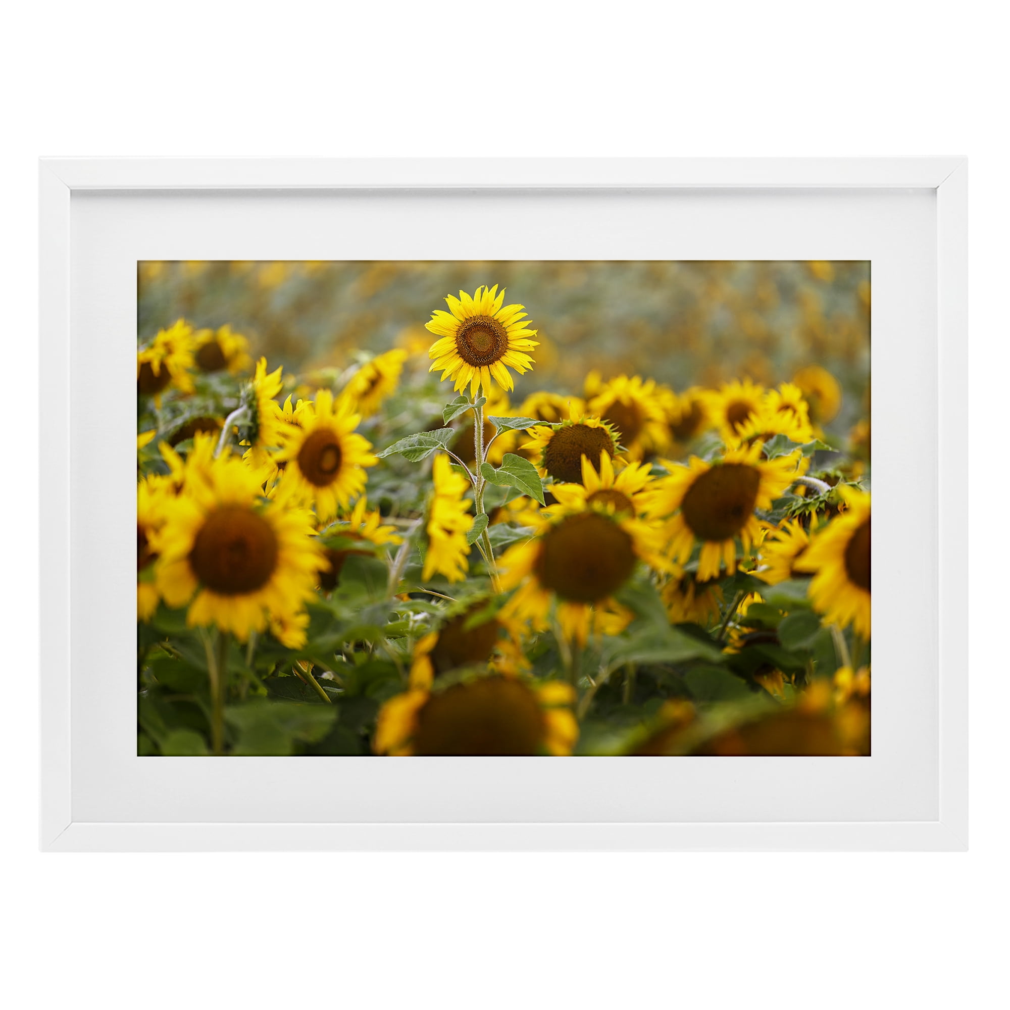 Central Sunflower in Meadow White Framed Print Under Glass, design by Andy Crawford