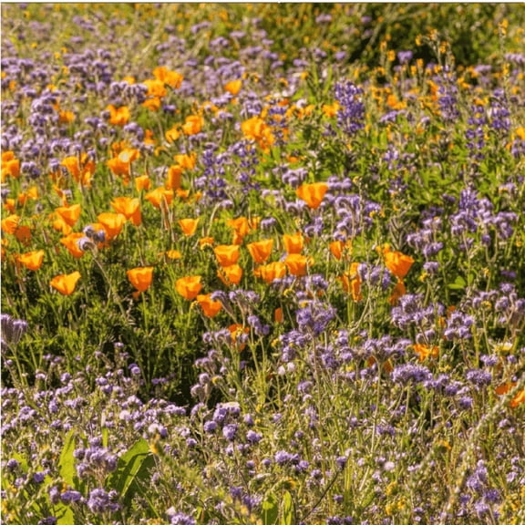 Nature's Seed Central Valley Pollinator Wildflower Mix - 0.5 Lb - 2,000 sq ft - 0.5 Lb