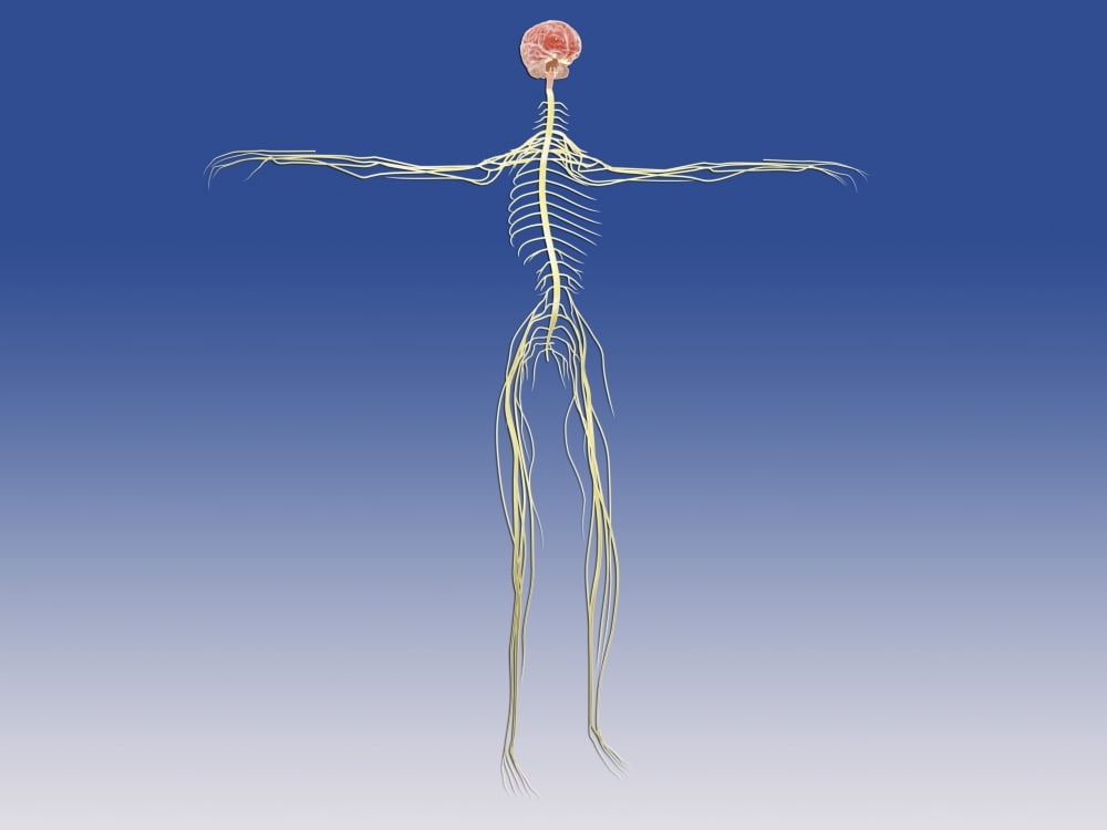 Central nervous system with human brain Canvas Art - Stocktrek Images (33 x 25)