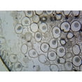 thumbnail image 1 of Centrioles, from Animal Cells; Section by Go Science Crazy, 1 of 1