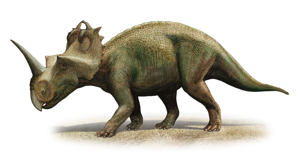Centrosaurus apertus a prehistoric era dinosaur Canvas Art - Sergey KrasovskiyStocktrek Images (20 x 11)