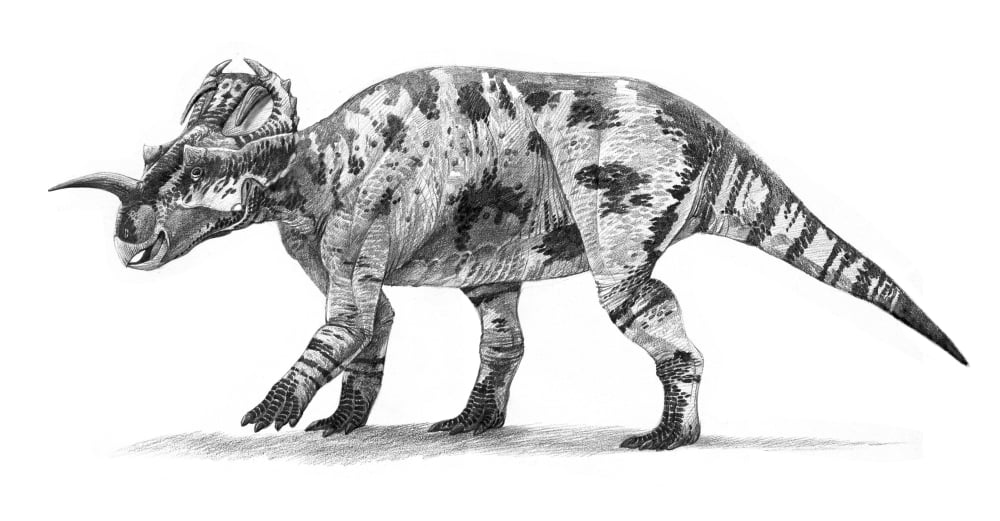 Centrosaurus apertus dinosaur of the Late Cretaceous Period Canvas Art - Roman Garcia MoraStocktrek Images (20 x 11)