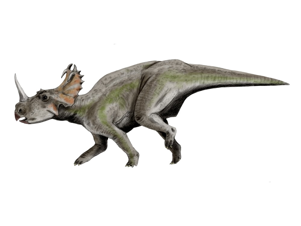 Centrosaurus dinosaur Canvas Art - Nobumichi TamuraStocktrek Images (17 x 13)