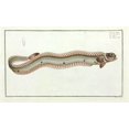 thumbnail image 1 of Cepola Taenia Or The Band-Fish Poster Print By Mary Evans Natural History Museum (24 X 18), 1 of 4