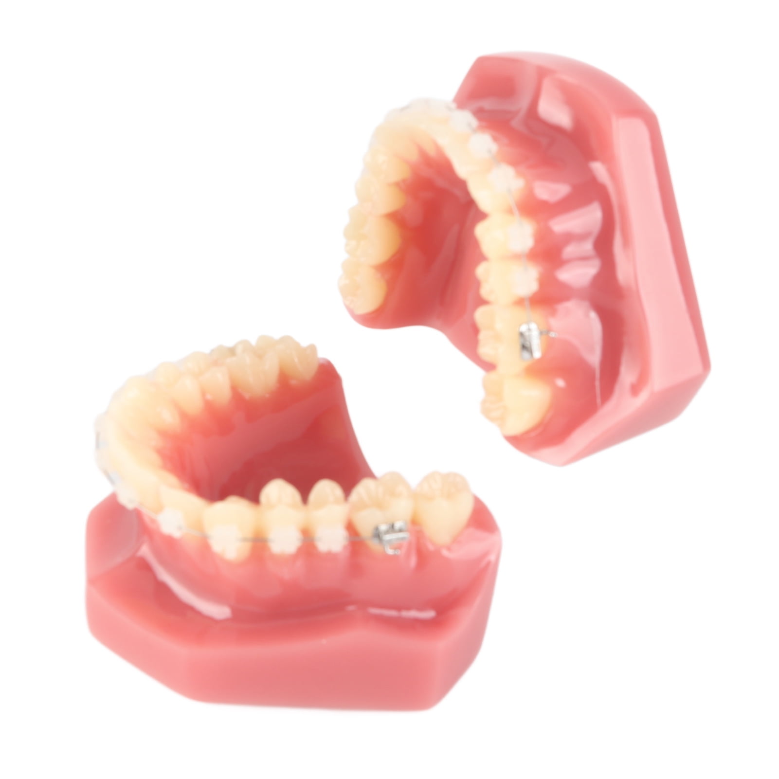 Ceramic Dental Orthodontic Demonstration Model Teeth Model with Metal Wires and Bracket for
