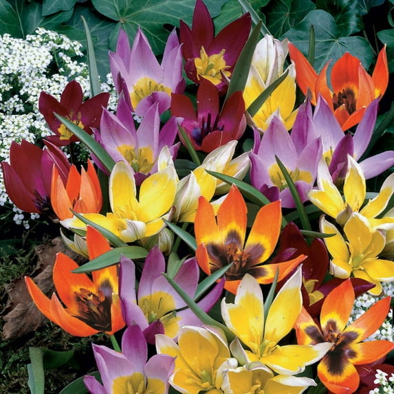 Garden State Bulb Wildflower Mix Multicolor Tulip Flower Bulbs, 6/+ cm (Bag of 100)