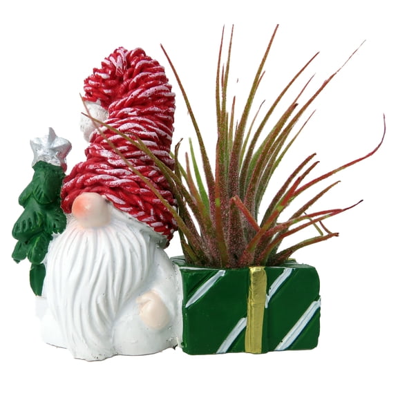 Ceramic Gnome with Red Hat Planter plus Live Air Plant - Tillandsia