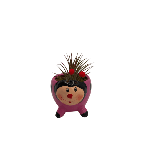 Ceramic Pink Ladybug Planter plus Live Air Plant - Tillandsia - 3" Pot