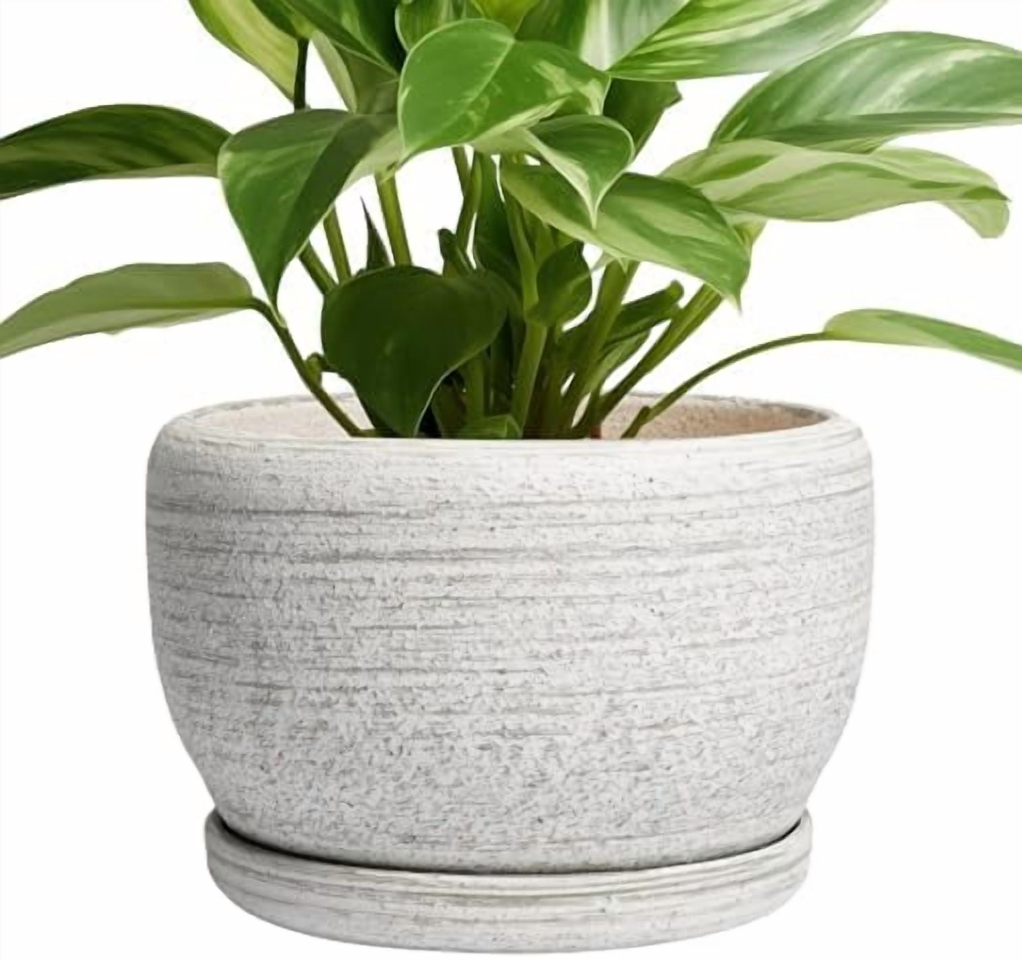 Best HD Pictures about  8 Inch Planter With Drainage  with No AI Images