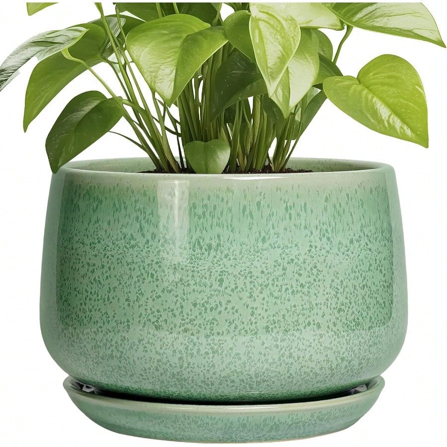 bonsai tree ficus microcarpa Ficus Microcarpa Ginseng (Bonsai) ↑ 80 cm Ø 27 cm – urbanjngl.com