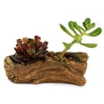 thumbnail image 1 of Ceramic Wood Plant Pot | Indoor Planter for Succulents & Flowers (Driftwood Whale), 1 of 5