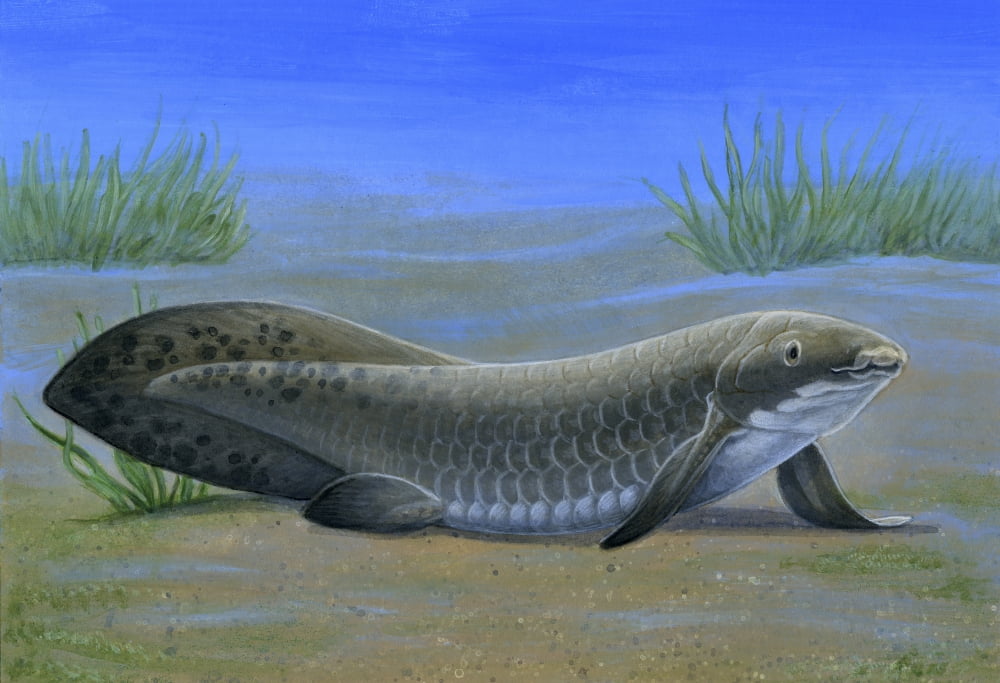 Ceratodus an ancient lungfish that lived during the Triassic period Canvas Art - H Kyoht LutermanStocktrek Images (34 x 23)