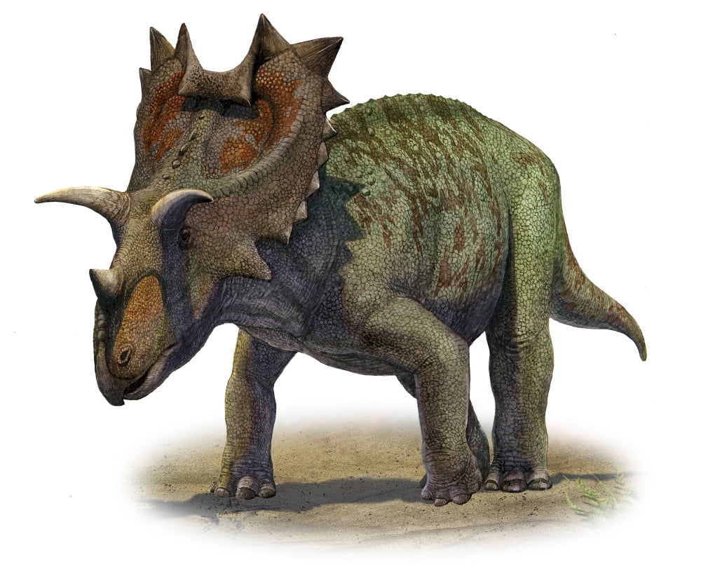 Ceratops montanus a prehistoric era dinosaur Canvas Art - Sergey KrasovskiyStocktrek Images (31 x 26)