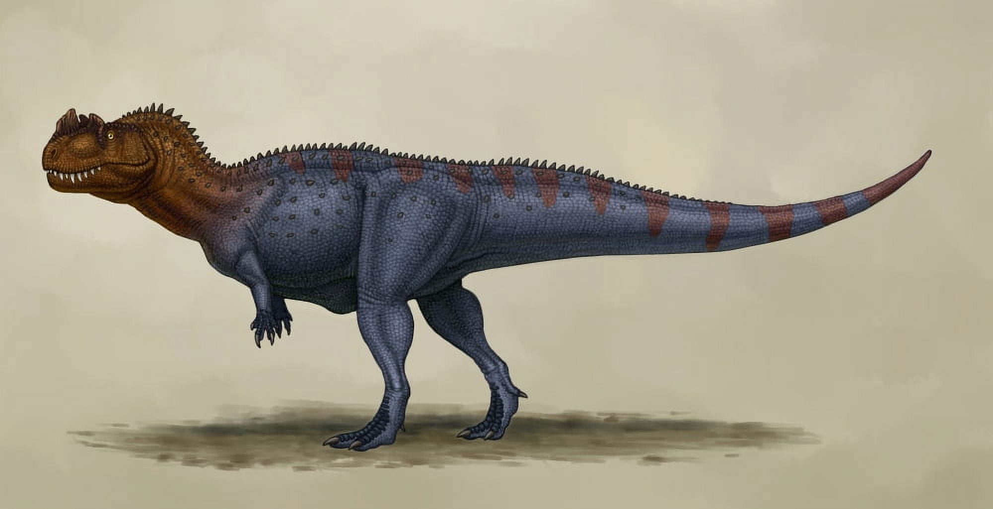 Ceratosaurus dentisulcatus a theropod from the Jurassic period Canvas Art - Heraldo MussoliniStocktrek Images (20 x 11)
