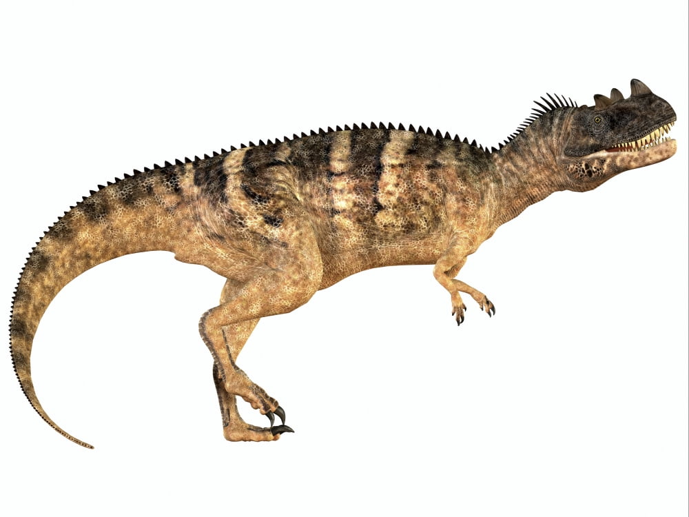 Ceratosaurus dinosaur Canvas Art - Corey FordStocktrek Images (33 x 25)