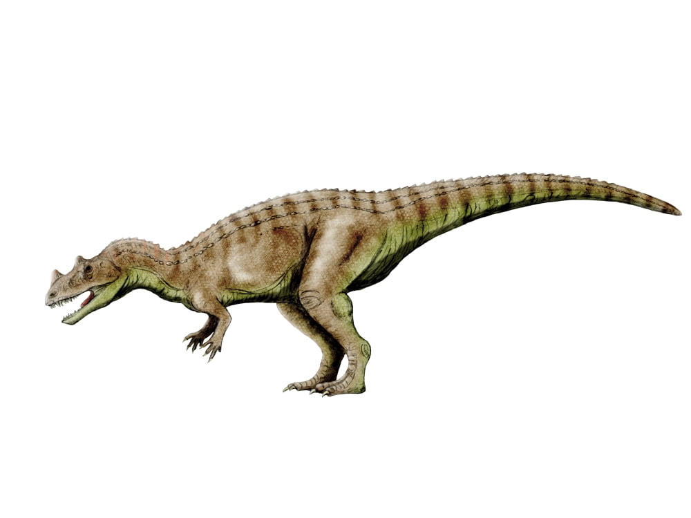 Ceratosaurus dinosaur Canvas Art - Nobumichi TamuraStocktrek Images (17 x 13)