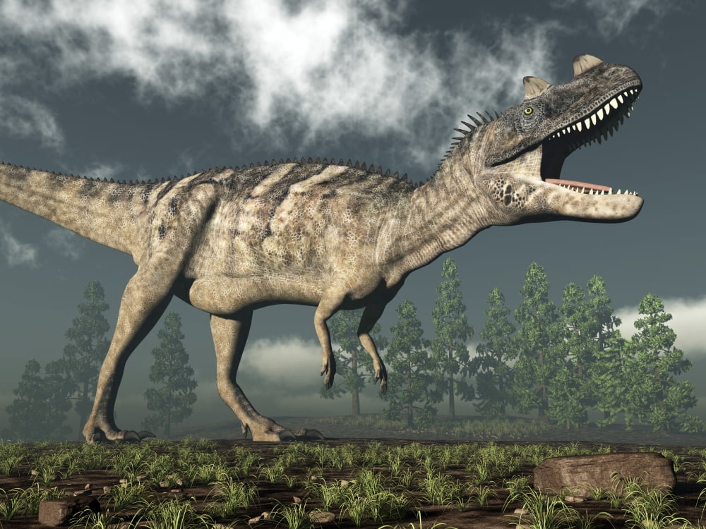 Ceratosaurus dinosaur roaring Canvas Art - Elena DuvernayStocktrek Images (16 x 12)