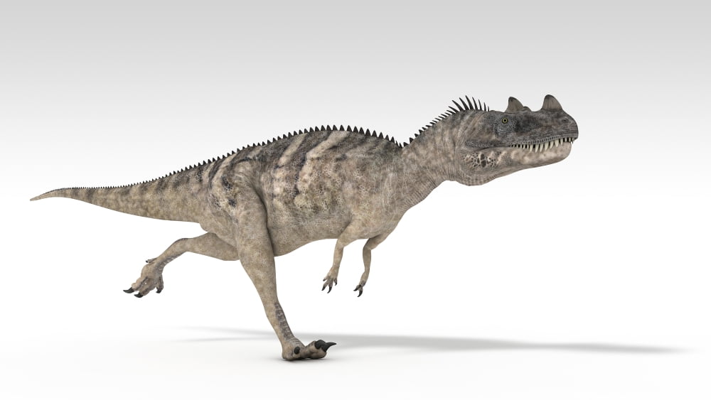 Ceratosaurus dinosaur white background Canvas Art - Kostyantyn IvanyshenStocktrek Images (19 x 11)