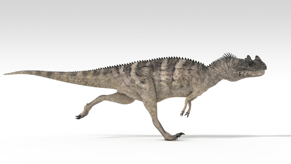 Ceratosaurus dinosaur white background Canvas Art - Kostyantyn IvanyshenStocktrek Images (38 x 22)
