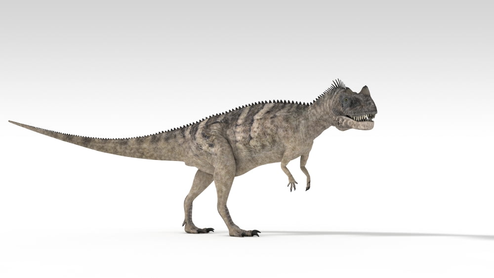 Ceratosaurus dinosaur white background Canvas Art - Kostyantyn IvanyshenStocktrek Images (38 x 22)