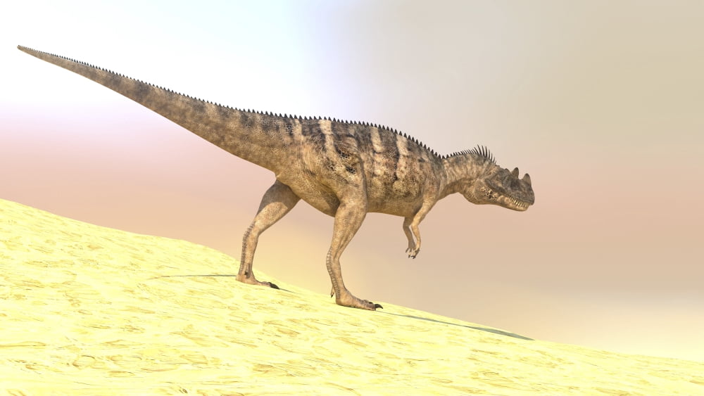 Ceratosaurus hunting in a barren desert Canvas Art - Kostyantyn IvanyshenStocktrek Images (38 x 22)