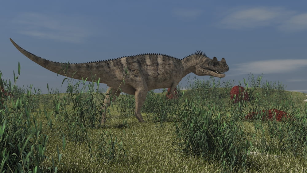 Ceratosaurus hunting in prehistoric grasslands Canvas Art - Kostyantyn IvanyshenStocktrek Images (38 x 22)