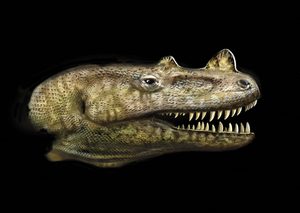 Ceratosaurus portrait Canvas Art - Jan SovakStocktrek Images (17 x 12)