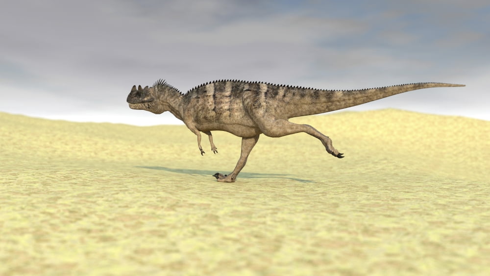 Ceratosaurus running across a barren desert Canvas Art - Kostyantyn IvanyshenStocktrek Images (19 x 11)