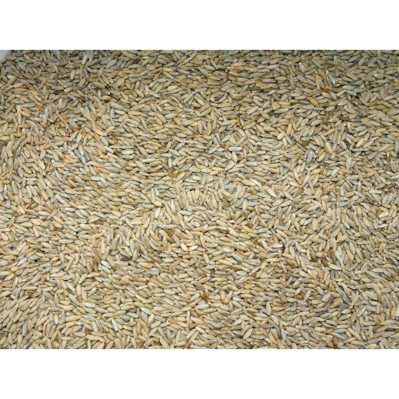 Cereal Rye Grain Seeds Open Pollinated Cover Crop Forage Deer Plot Food (15 Pounds)