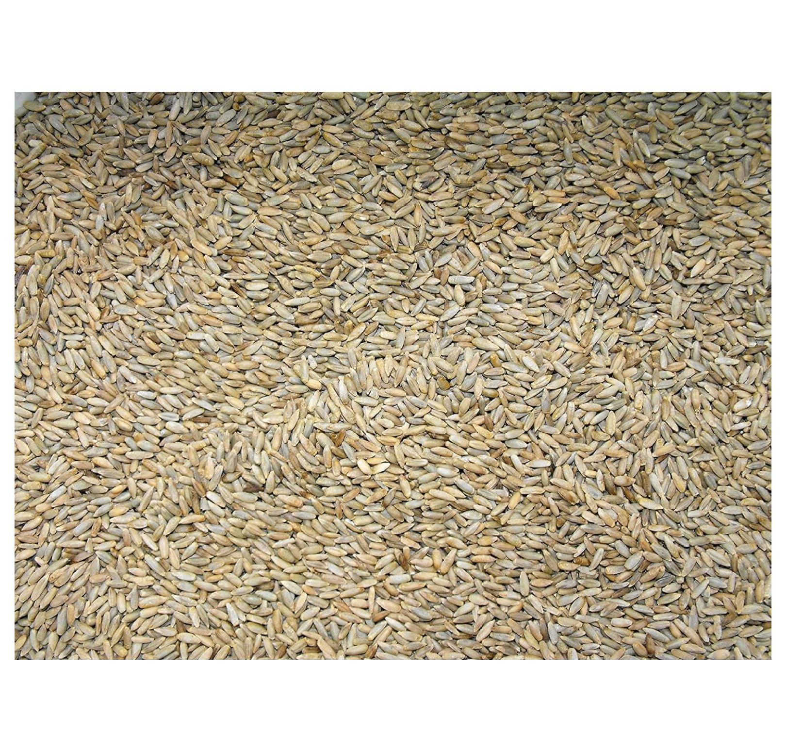 Cereal Rye Grain Seeds Open Pollinated Cover Crop Forage Deer Plot Food