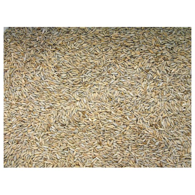 Cereal Rye Grain Seeds Open Pollinated Cover Crop Forage Deer Plot Food