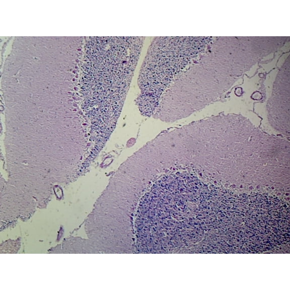 Cerebellum, Mammalian; H&E Stain by Go Science Crazy