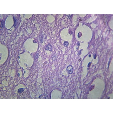 Cerebral Cortex, Human; Section by Go Science Crazy